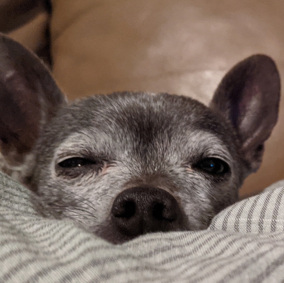 Meet your Posher, Mia - Picture 2 of 2